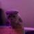 scottish fold kitten for sale 5 thumbnail