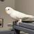 Missing - Two budgies 4 thumbnail