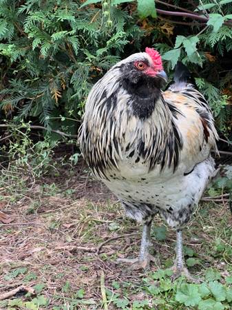 Ameracauna Roo and Easter egger roosters 1