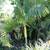 Sugar Cane Palms /// Chrysalidocarpus (Dypsis) baronii -- 5/15 gallon 7 thumbnail