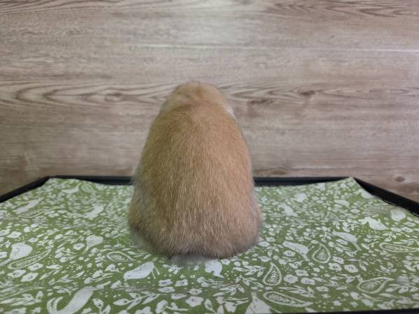 Holland Lop Rabbit (Dothan)594821942084249604