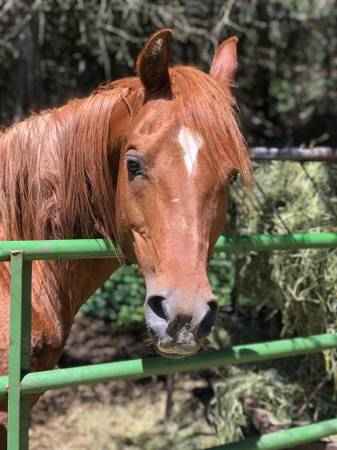 ROOM FOR RENT on Horse Farm 1