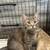 Found cat 1 thumbnail