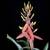 ******* AECHMEA "LITTLE HARV" BROMELIADS - AIR PLANT 6 thumbnail