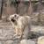 Beautiful Pyrenees/Shepard mix Male 2 thumbnail