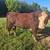 registered polled Hereford bull 2 thumbnail