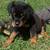Rambo- rottweiler 3 thumbnail
