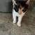 Kittens 5 thumbnail