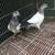 High Flying Pakistani Pigeons 21 thumbnail