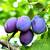 Fresh plums 1 thumbnail