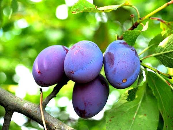 Fresh plums 1