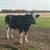 Butcher ready steer 1 thumbnail