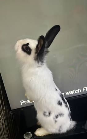 rabbit (Brooklyn)527086549310515201