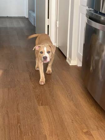 Pitbull siblings (Katy)63859314970753123