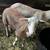 REGISTERED KATAHDIN LAMBS 10 thumbnail