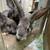Rabbits 4 thumbnail