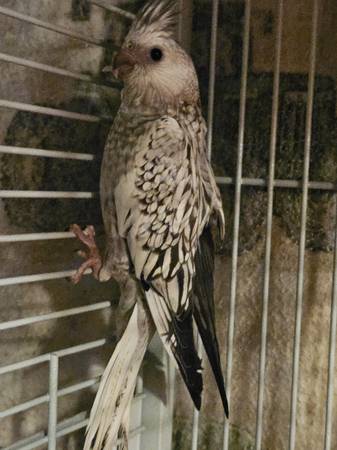 Quakers, Cockatiels and Green Cheek Conures (Marble Hill)63612039800193122