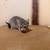 Free kittens 4 thumbnail