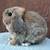 Holland Lop Bunnies 3 thumbnail