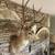 Mule Deer Shoulder Mount 4 thumbnail
