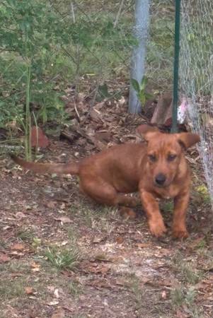 Dachshund hembra - $200 (Heflin)63440275911171124