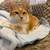 Sweet indoor cat needs rehoming today! 1 thumbnail