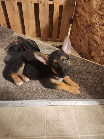 Cachorro de pastor alemán (Sacramento)63848874482691120