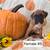 Boxer Puppies 7 thumbnail