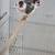 English zebra finch text only 8 thumbnail