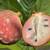 Cherilata trees, cross between Cherimoya and Reticulata 1 thumbnail