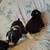 Border Collie Mix Pups 4 thumbnail