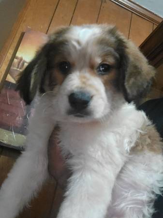 Retriever/ Hound puppies63882831140611123