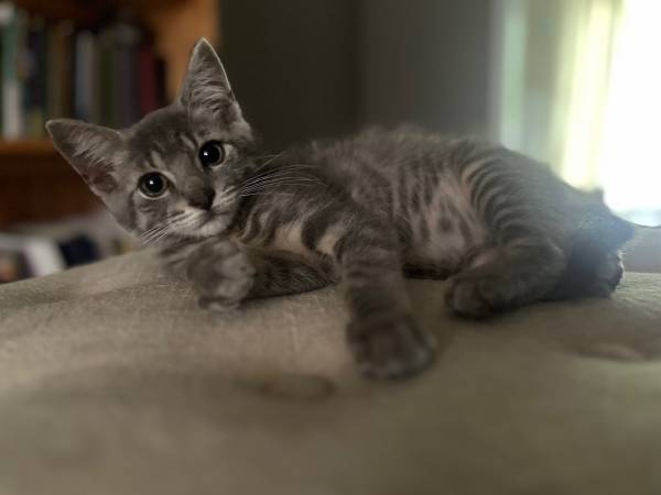 4 month old kitten (Jacksonville)63925384575619124