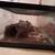 Terrarium 4 thumbnail