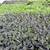 Fall Potting Soil Sale! Thru November 1st! 3 thumbnail