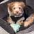 Havanese 2 thumbnail