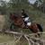 7 yo TB Gelding 16.2 OTTB best on ground and in saddle $5000 6 thumbnail