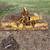 Woods D80 Field Mower 1 thumbnail