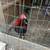 gallos,gallo,chickens 6 thumbnail