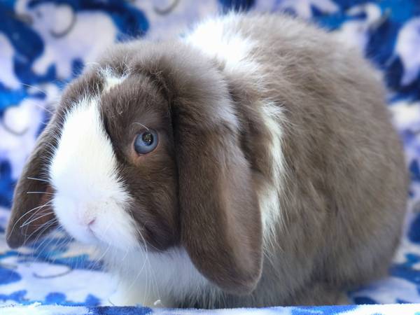Chocolate holland lop (Vernonia)63842373991427122