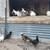 Bobwhite Quail/Hatching Eggs etc... 14 thumbnail