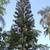 Norfolk pine trees 1 thumbnail