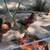 Rhode Island Red Roosters 4 thumbnail