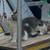 2 Kittens 5 thumbnail