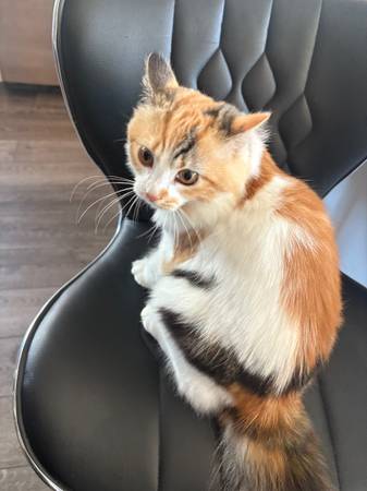 Kitten (Sacramento)63848874164483120