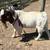 ABGA Starter Boer Goat Herd 7 thumbnail
