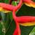 Red and yellow pendulum heliconia root 2 thumbnail