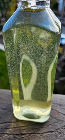 Live Rotifers Food to Corals 1