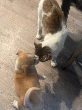 2 machos pequeños disponibles64722755043715122