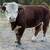 Mini Cattle /// Mini Donkeys /// Mini Horses 15 thumbnail